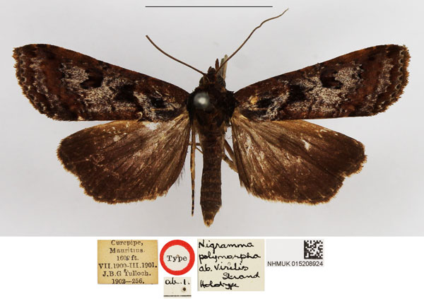 /filer/webapps/moths/media/images/V/virilis_Nigramma_HT_NHMUK.jpg