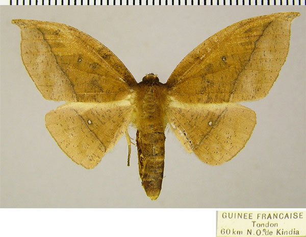 /filer/webapps/moths/media/images/V/viriosa_Sphingomima_AF_ZSM.jpg