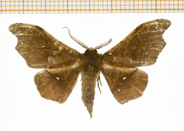 /filer/webapps/moths/media/images/V/viriosa_Sphingomima_AM_DePrins.jpg