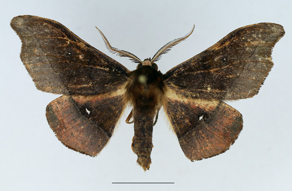 /filer/webapps/moths/media/images/V/viriosa_Sphingomima_AM_TMSA_02.jpg