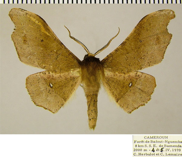 /filer/webapps/moths/media/images/V/viriosa_Sphingomima_AM_ZSMa.jpg