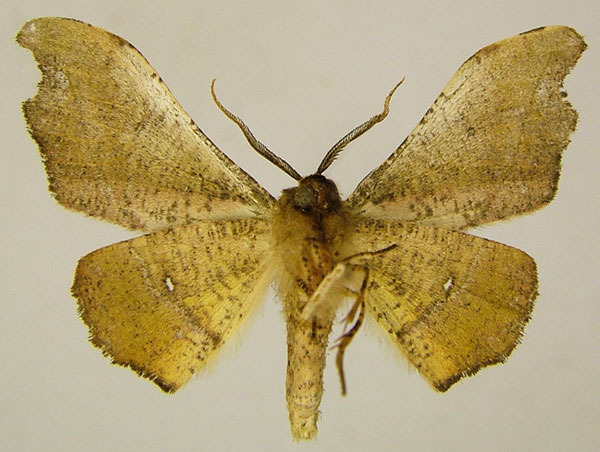 /filer/webapps/moths/media/images/V/viriosa_Sphingomima_AM_ZSMb.jpg