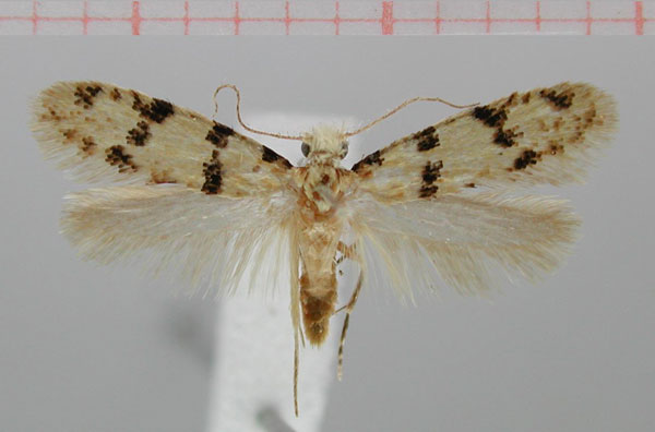/filer/webapps/moths/media/images/V/vista_Placodoma_HT_ZMHB.jpg