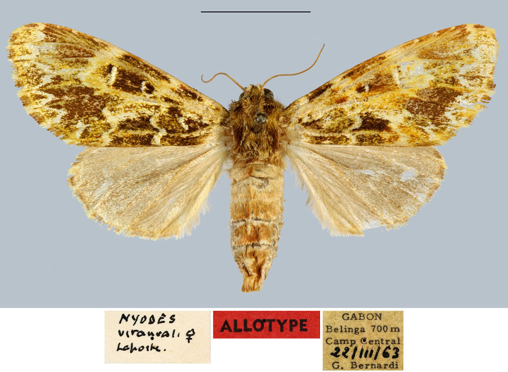 /filer/webapps/moths/media/images/V/vitanvali_Nyodes_AT_MNHN.jpg