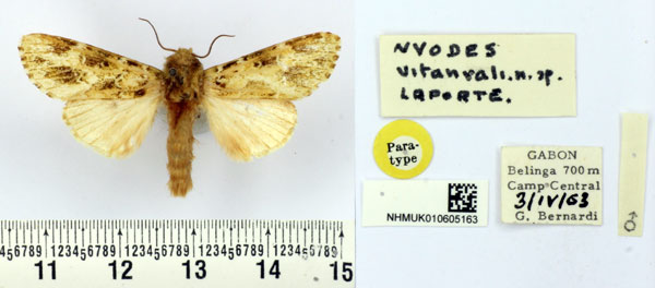 /filer/webapps/moths/media/images/V/vitanvali_Nyodes_PT_BMNH.jpg