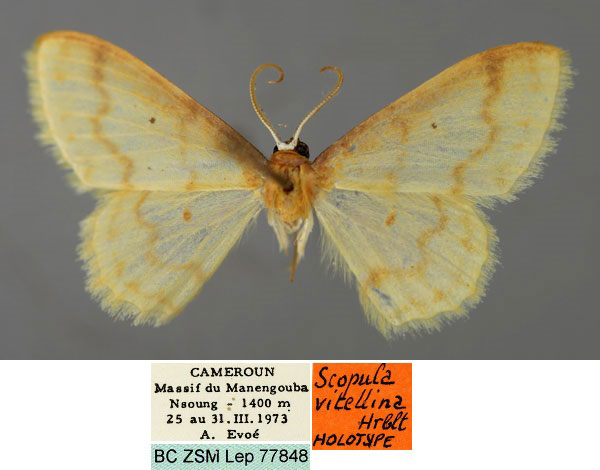 /filer/webapps/moths/media/images/V/vitellina_Scopula_HT_ZSM_01.jpg