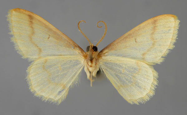 /filer/webapps/moths/media/images/V/vitellina_Scopula_HT_ZSM_02.jpg
