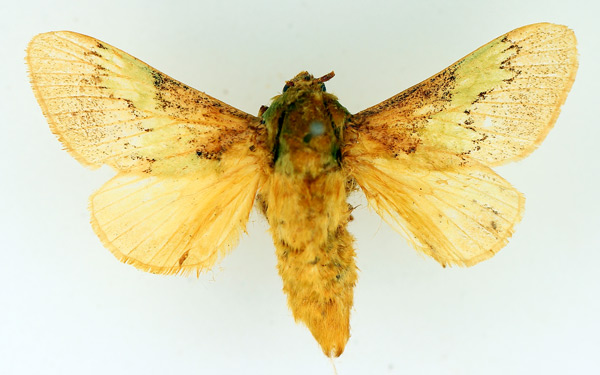 /filer/webapps/moths/media/images/V/vitilena_Latoia_AF_TMSA.jpg