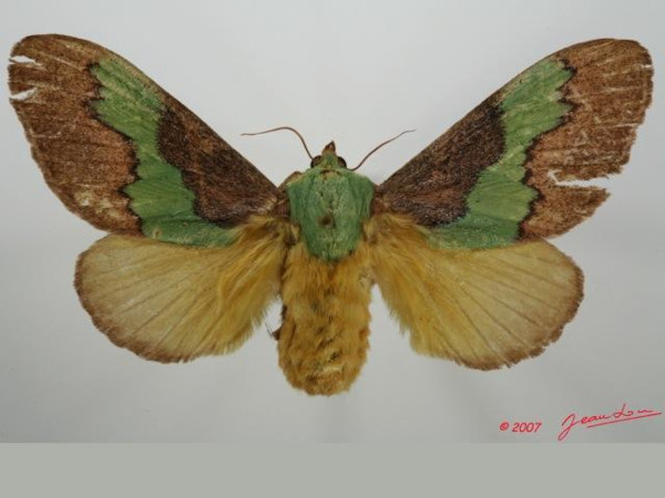 /filer/webapps/moths/media/images/V/vitilena_Latoia_A_Albert.jpg