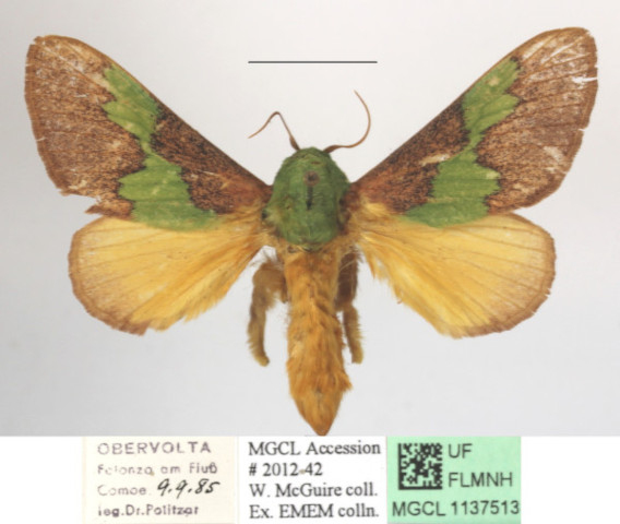 /filer/webapps/moths/media/images/V/vitilena_Latoia_A_MGCLa_01.jpg