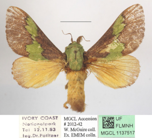 /filer/webapps/moths/media/images/V/vitilena_Latoia_A_MGCLa_02.jpg
