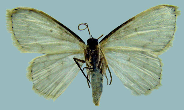 /filer/webapps/moths/media/images/V/vitiosaria_Scopula_AF_ZSMb.jpg