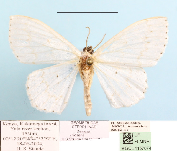/filer/webapps/moths/media/images/V/vitiosaria_Scopula_A_MGCLa_01.JPG