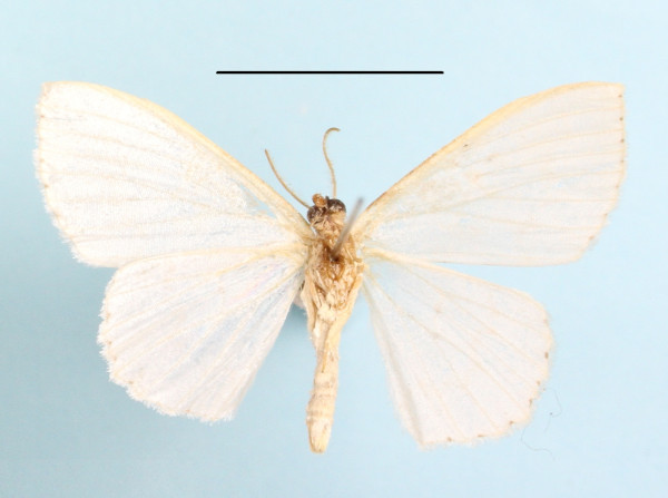 /filer/webapps/moths/media/images/V/vitiosaria_Scopula_A_MGCLb_01.JPG