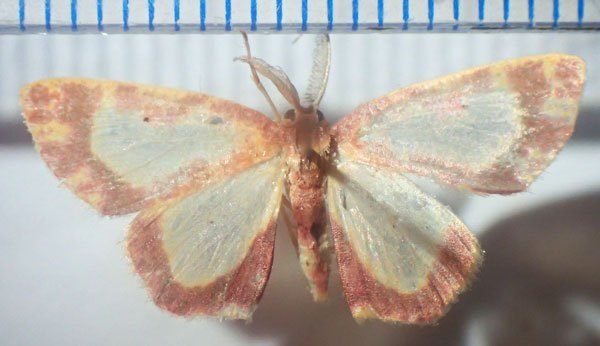 /filer/webapps/moths/media/images/V/vitrata_Chrysocraspeda_AM_Bippus.jpg