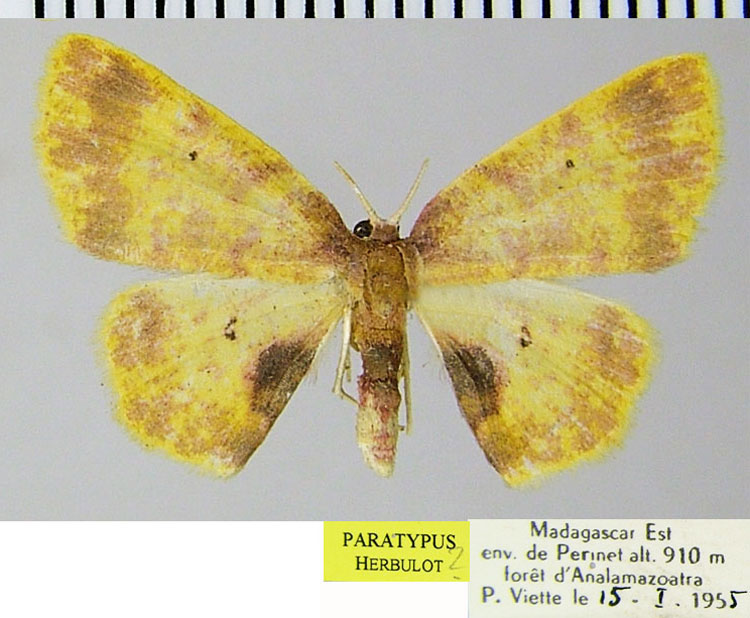 /filer/webapps/moths/media/images/V/vitrata_Chrysocraspeda_PTF_ZSM.jpg