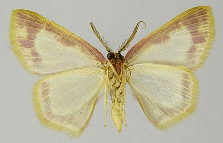 /filer/webapps/moths/media/images/V/vitrata_Chrysocraspeda_PTM_ZSMb.jpg