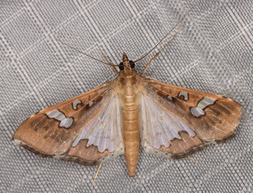 /filer/webapps/moths/media/images/V/vitrata_Maruca_A_Heyns_01.jpg