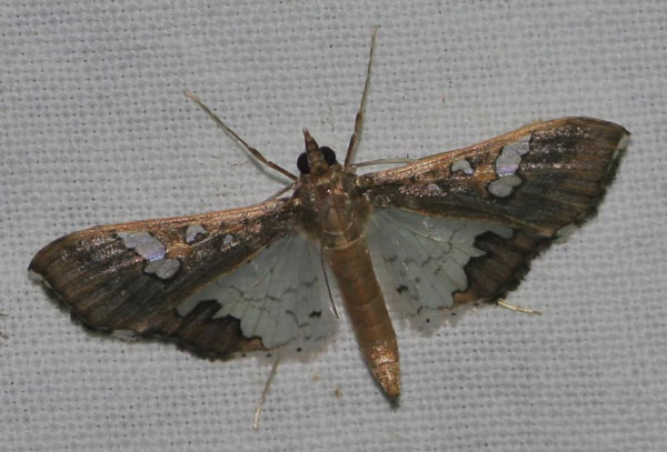 /filer/webapps/moths/media/images/V/vitrata_Maruca_A_Jorpeland.jpg
