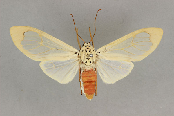 /filer/webapps/moths/media/images/V/vitrea_Amerila_AF_BMNH.jpg