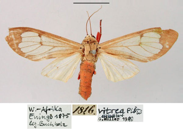 /filer/webapps/moths/media/images/V/vitrea_Amerila_AM_ZMHB.jpg