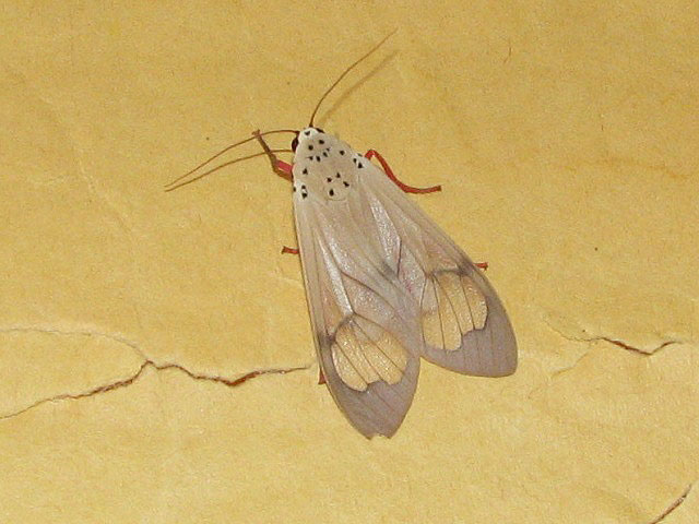 /filer/webapps/moths/media/images/V/vitrea_Amerila_A_Goff_01.jpg
