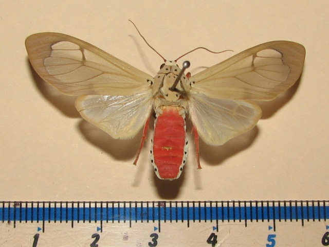 /filer/webapps/moths/media/images/V/vitrea_Amerila_A_Goff_02.jpg