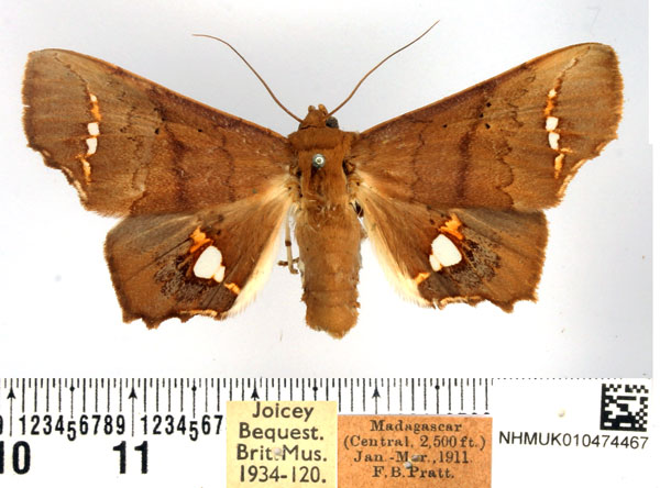 /filer/webapps/moths/media/images/V/vitrea_Episparis_AF_BMNH.jpg