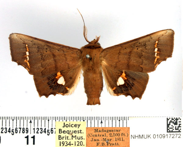 /filer/webapps/moths/media/images/V/vitrea_Episparis_AM_BMNH.jpg