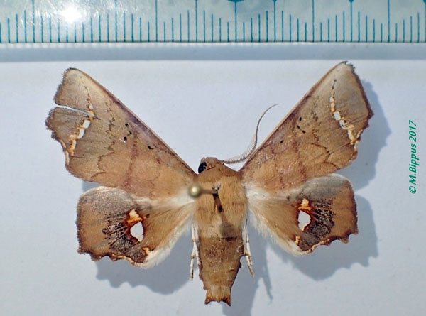 /filer/webapps/moths/media/images/V/vitrea_Episparis_AM_Bippus_01.jpg