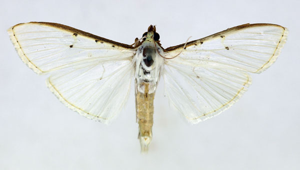 /filer/webapps/moths/media/images/V/vitrealis_Palpita_AF_ISEA_01.jpg