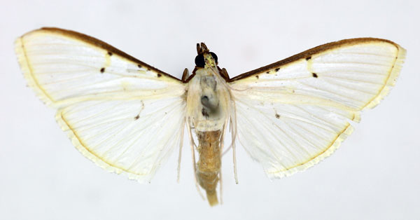 /filer/webapps/moths/media/images/V/vitrealis_Palpita_AF_ISEA_02.jpg