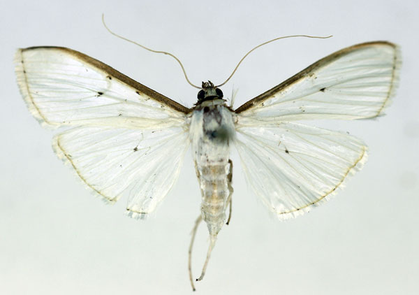 /filer/webapps/moths/media/images/V/vitrealis_Palpita_AF_ISEA_03.jpg