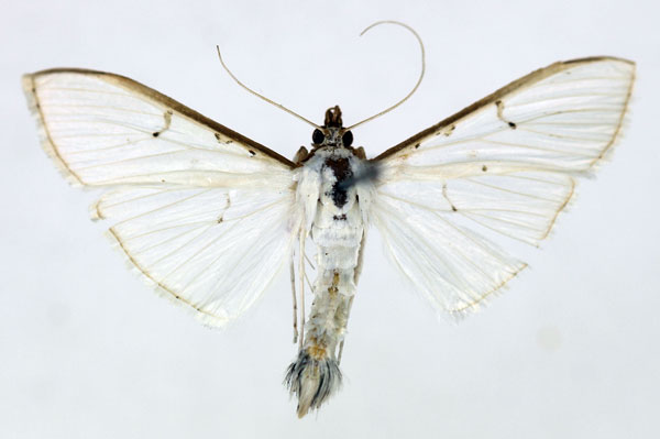/filer/webapps/moths/media/images/V/vitrealis_Palpita_AM_ISEA.jpg