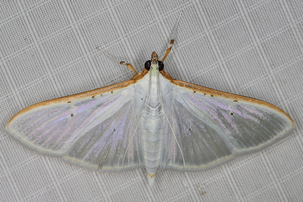 /filer/webapps/moths/media/images/V/vitrealis_Palpita_A_Heyns_01.JPG