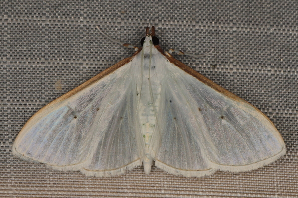 /filer/webapps/moths/media/images/V/vitrealis_Palpita_A_Heyns_02.JPG