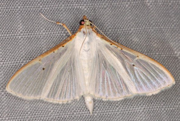 /filer/webapps/moths/media/images/V/vitrealis_Palpita_A_Heyns_03.jpg