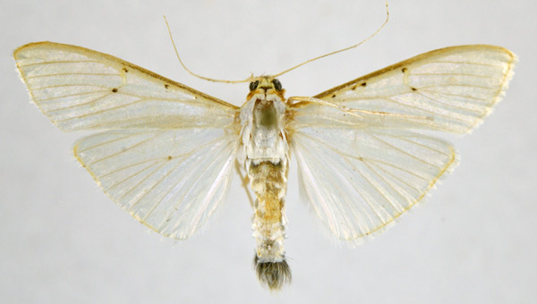 /filer/webapps/moths/media/images/V/vitrealis_Palpita_A_NHMO.jpg