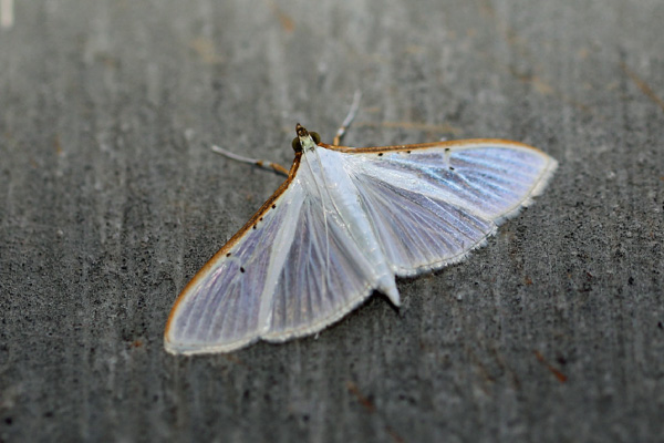 /filer/webapps/moths/media/images/V/vitrealis_Palpita_A_Voaden.jpg