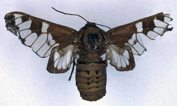 /filer/webapps/moths/media/images/V/vitreata_Balacra_HT_BMNH_01.jpg