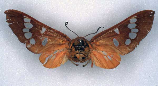 /filer/webapps/moths/media/images/V/vitreigutta_Balacra_HT_RMCA_01.jpg