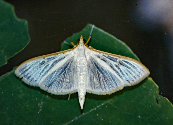 /filer/webapps/moths/media/images/V/vitrialis_Palpita_A_Roland_01.jpg