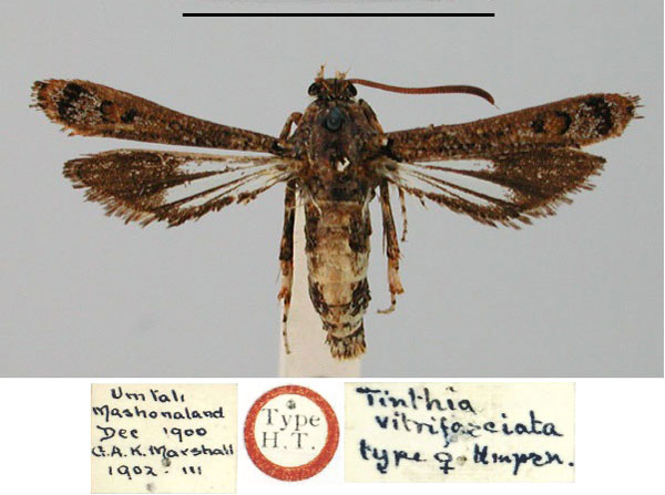 /filer/webapps/moths/media/images/V/vitrifasciata_Echidgnathia_HT_BMNH.jpg