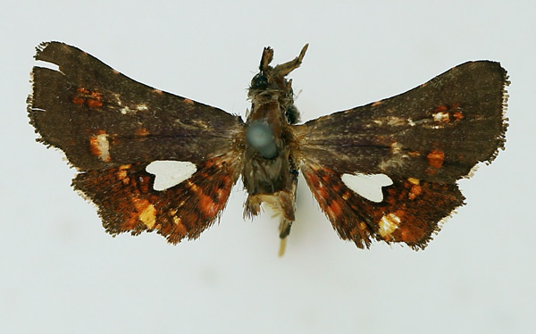 /filer/webapps/moths/media/images/V/vitrina_Dysodia_A_TMSA.jpg