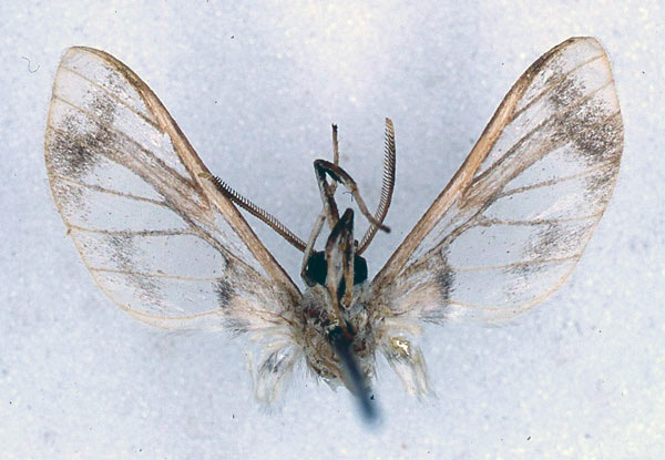 /filer/webapps/moths/media/images/V/vitrina_Neophemula_HT_BMNH_02.jpg