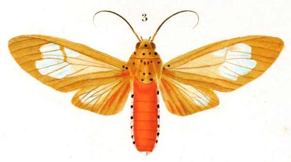 /filer/webapps/moths/media/images/V/vitripennis_Aganais_HT_Blanchard_13-3.jpg