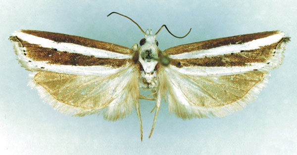 /filer/webapps/moths/media/images/V/vittana_Hystrichophora_AM_MRSN.jpg