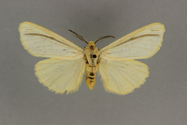 /filer/webapps/moths/media/images/V/vittata_Acantharctia_AM_BMNH.jpg