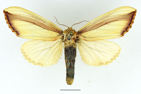 /filer/webapps/moths/media/images/V/vittata_Antheua_AF_Basquin_01.jpg