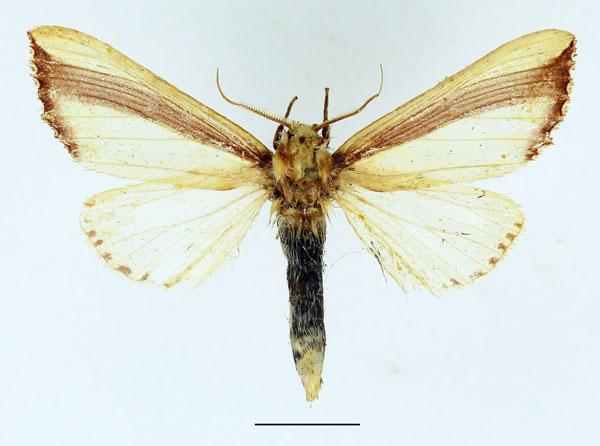 /filer/webapps/moths/media/images/V/vittata_Antheua_AM_Basquin_01.jpg
